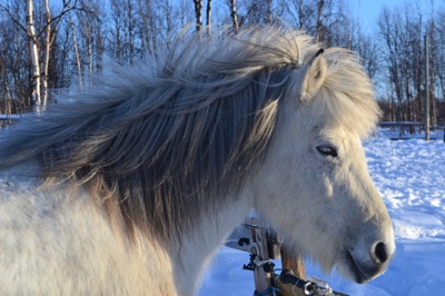 elja1(400x267)