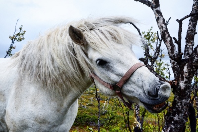 kapteinn3(400x267)