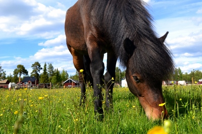 ottar1(400x267)