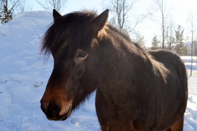 ottar2 (400x267)