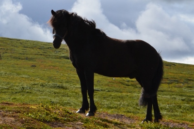sprettur1(400x267)