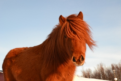 Arora2 (400x267)