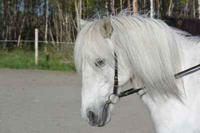 hvellur2(400x267) (1)