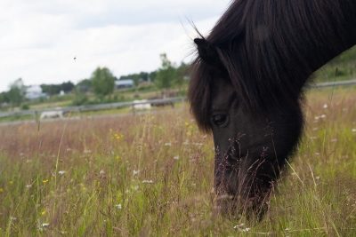 Hrafna_2 (400x267)